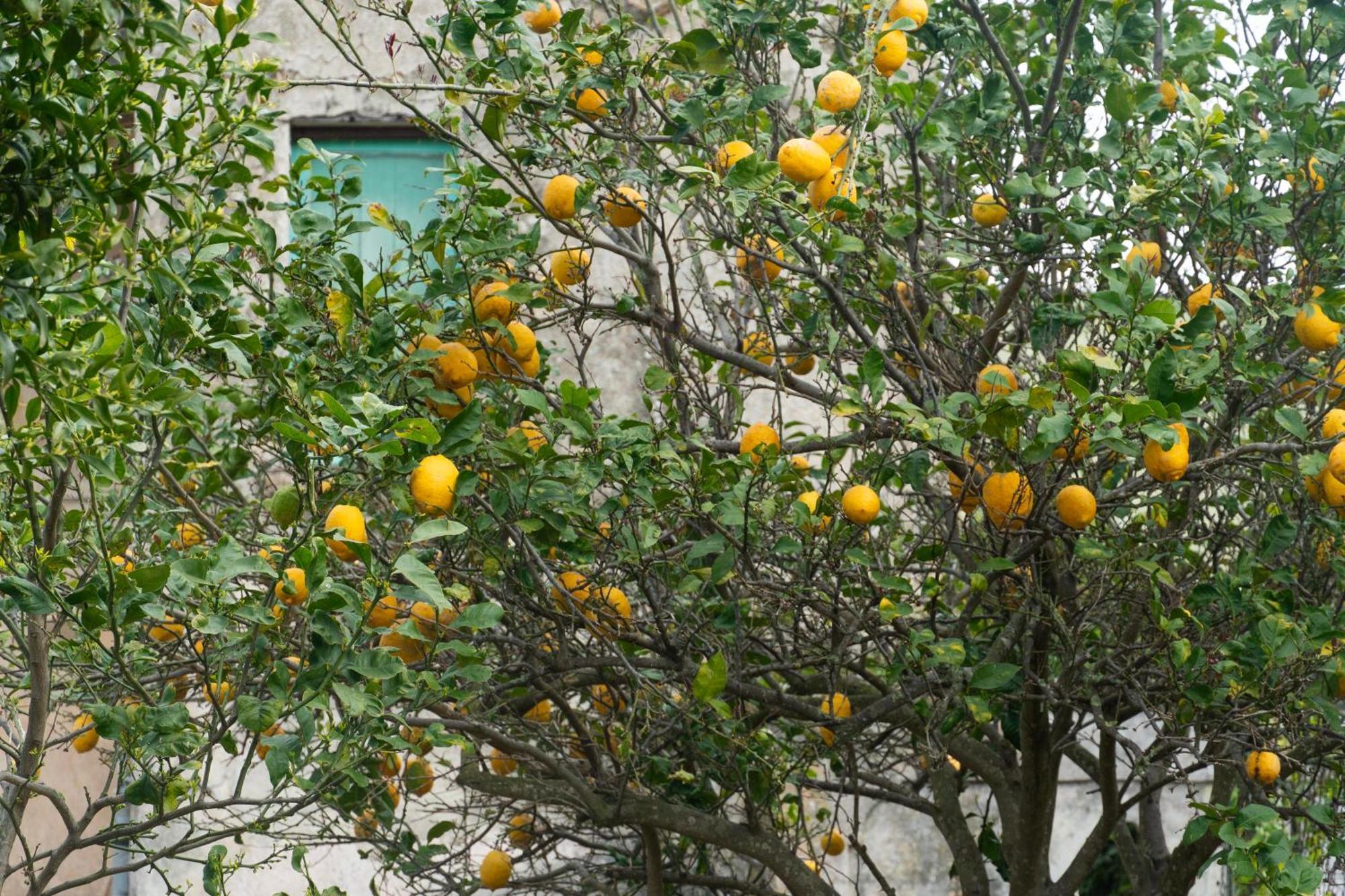 La Terrazza Sul Giardino Daire Redang Island Dış mekan fotoğraf